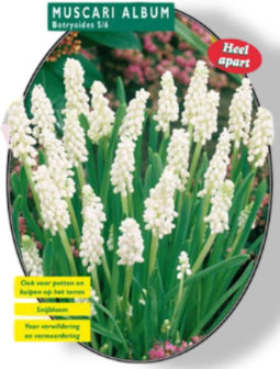 2 stuks - Baltus - Muscari Botryoides Album per 30