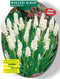 2 stuks - Baltus - Muscari Botryoides Album per 30