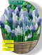 2 stuks - Baltus - Muscari Mix per 50