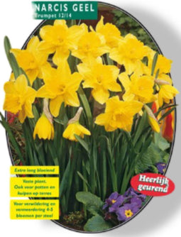 2 stuks - Baltus - Narcis Geel in gaasbaal 12/14 per 100