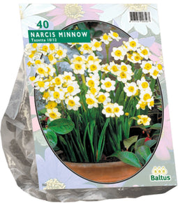 2 stuks - Baltus - Narcis Mini Minnow per 40