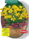 2 stuks - Baltus - Narcis Mini Tete a Tete, Geel per 20