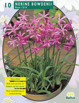 2 stuks - Baltus - Nerine Bowdenii Roze per 5