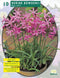 2 stuks - Baltus - Nerine Bowdenii Roze per 5