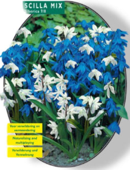 2 stuks - Baltus - Scilla Siberica Mixed per 40