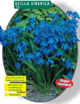 2 stuks - Baltus - Scilla Siberica per 40