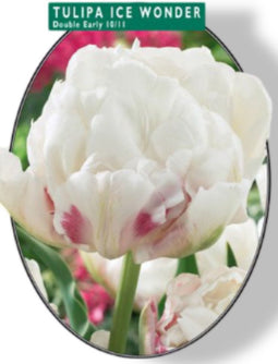 2 stuks - Baltus - Tulipa Dubbel Vroeg Ice Wonder per 15