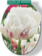 2 stuks - Baltus - Tulipa Dubbel Vroeg Ice Wonder per 15