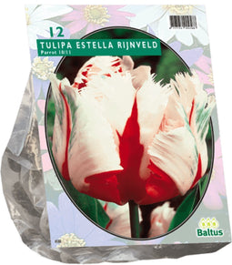2 stuks - Baltus - Tulipa Estella Rijnveld Parkiet per 12