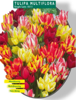 2 stuks - Baltus - Tulipa Multiflora per 20