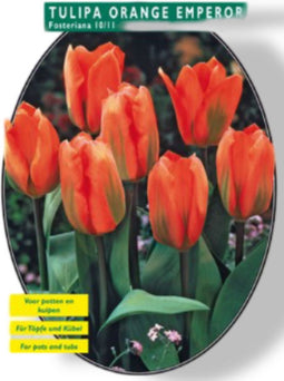 2 stuks - Baltus - Tulipa Orange Emperor, Fosteriana per 20