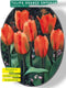2 stuks - Baltus - Tulipa Orange Emperor, Fosteriana per 20