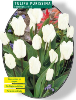 2 stuks - Baltus - Tulipa Purissima, Fosteriana per 25