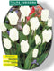 2 stuks - Baltus - Tulipa Purissima, Fosteriana per 25