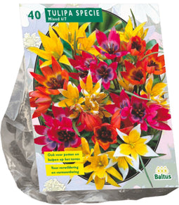 2 stuks - Baltus - Tulipa Specie mix per 40
