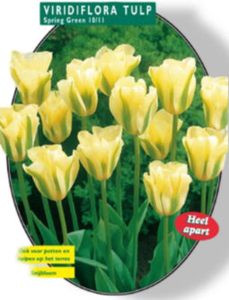 2 stuks - Baltus - Tulipa Spring Green, Viridiflora per 12