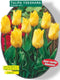 2 stuks - Baltus - Tulipa Yokohama, Greiggi per 25