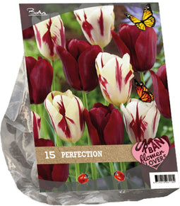 2 stuks - Baltus - Urban Flowers Perfection per 15