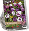 2 stuks - Baltus - Urban Flowers Proud & Purple per 18