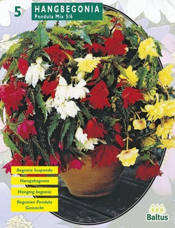 2 stuks - Baltus - Zomer Bloembollen Begonia Pendula, Mix per 5