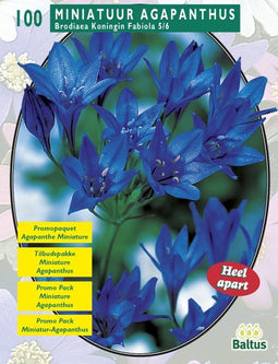 2 stuks - Baltus - Zomer Bloembollen Brodiaea Fabiola per 100