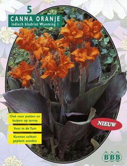 2 stuks - Baltus - Zomer Bloembollen Canna bruinblad, Oranje per 3