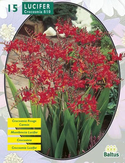 2 stuks - Baltus - Zomer Bloembollen Crocosmia Lucifer per 15