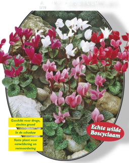 2 stuks - Baltus - Zomer Bloembollen Cyclaam Mixed per 5