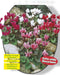 2 stuks - Baltus - Zomer Bloembollen Cyclaam Mixed per 5