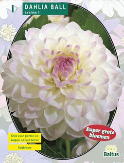 2 stuks - Baltus - Zomer Bloembollen Dahlia Ball Eveline per 1