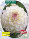 2 stuks - Baltus - Zomer Bloembollen Dahlia Ball Eveline per 1