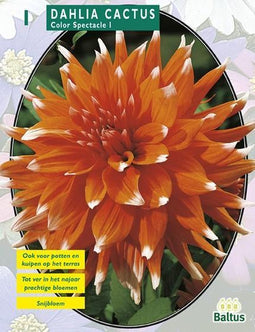 2 stuks - Baltus - Zomer Bloembollen Dahlia Cactus Colour Spectacle...