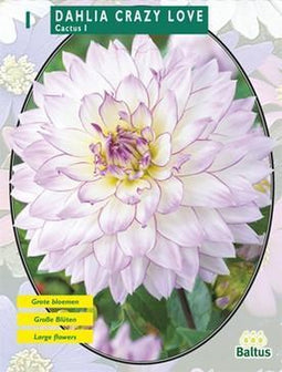 2 stuks - Baltus - Zomer Bloembollen Dahlia Cactus Crazy Love per 1