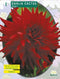 2 stuks - Baltus - Zomer Bloembollen Dahlia Cactus Helga per 1