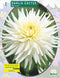2 stuks - Baltus - Zomer Bloembollen Dahlia Cactus My Love per 1