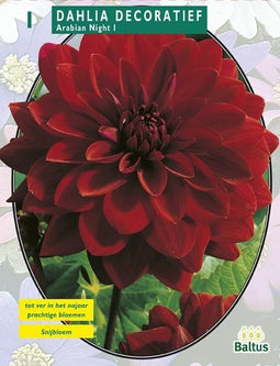 2 stuks - Baltus - Zomer Bloembollen Dahlia Decoratief Arabian Nigh...