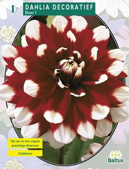 2 stuks - Baltus - Zomer Bloembollen Dahlia Decoratief Duet per 1