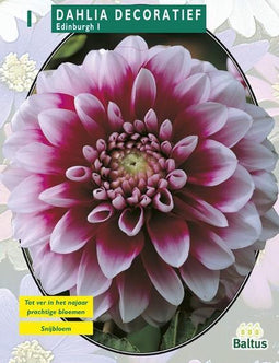 2 stuks - Baltus - Zomer Bloembollen Dahlia Decoratief Edinburgh per 1