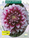 2 stuks - Baltus - Zomer Bloembollen Dahlia Decoratief Edinburgh per 1