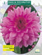 2 stuks - Baltus - Zomer Bloembollen Dahlia Decoratief Lavender Per...