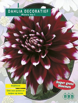2 stuks - Baltus - Zomer Bloembollen Dahlia Decoratief Mistery Day...