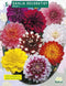 2 stuks - Baltus - Zomer Bloembollen Dahlia Decoratief Mixed per 3