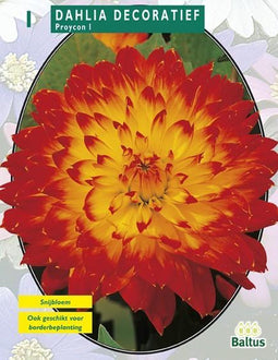 2 stuks - Baltus - Zomer Bloembollen Dahlia Decoratief Proycon per 1