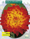 2 stuks - Baltus - Zomer Bloembollen Dahlia Decoratief Proycon per 1
