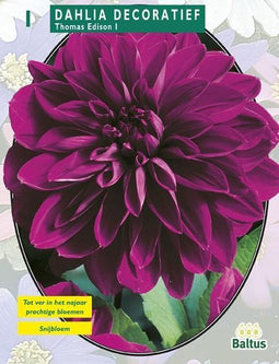 2 stuks - Baltus - Zomer Bloembollen Dahlia Decoratief Thomas Ediso...