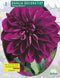 2 stuks - Baltus - Zomer Bloembollen Dahlia Decoratief Thomas Ediso...