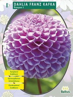 2 stuks - Baltus - Zomer Bloembollen Dahlia Franz Kafka per 1