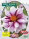 2 stuks - Baltus - Zomer Bloembollen Dahlia Mignon Edge of joy per 1
