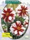 2 stuks - Baltus - Zomer Bloembollen Dahlia Mignon Fire & Ice per 1