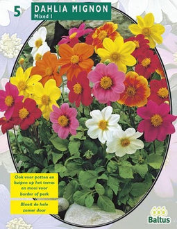 2 stuks - Baltus - Zomer Bloembollen Dahlia Mignon Mix per 3